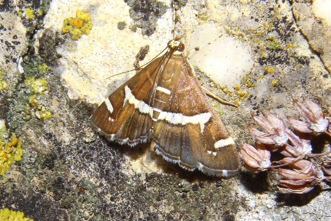 Spoladea recurvalis ? �Genova